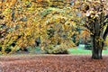 Autumn at Lynford Arboretum